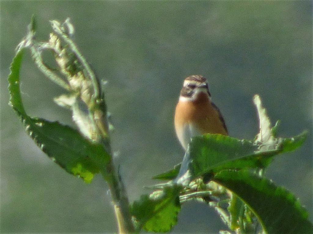 Stiaccino (Saxicola rubetra)